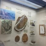 קייטנת מוזיאון הטבע ירושלים