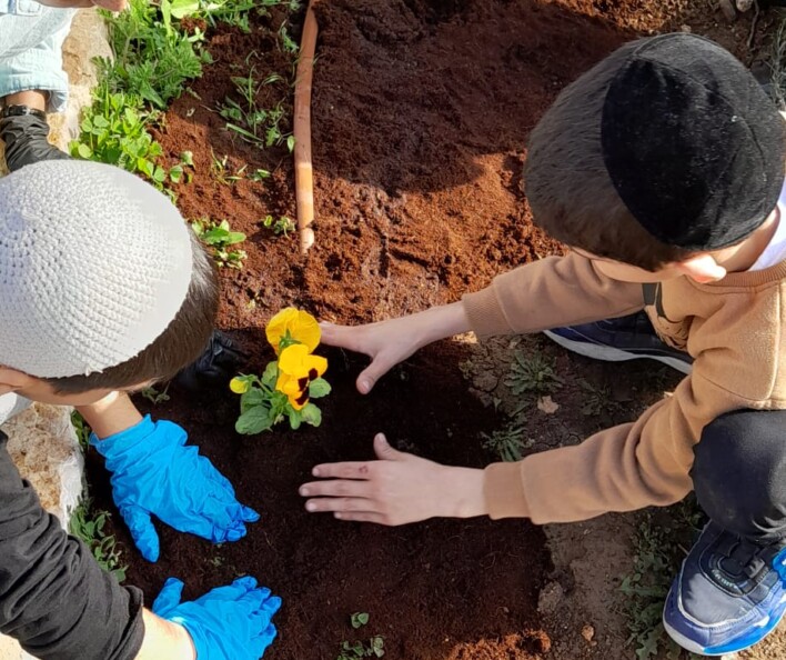 יום שתילה לט"ו בשבט בבתי הספר