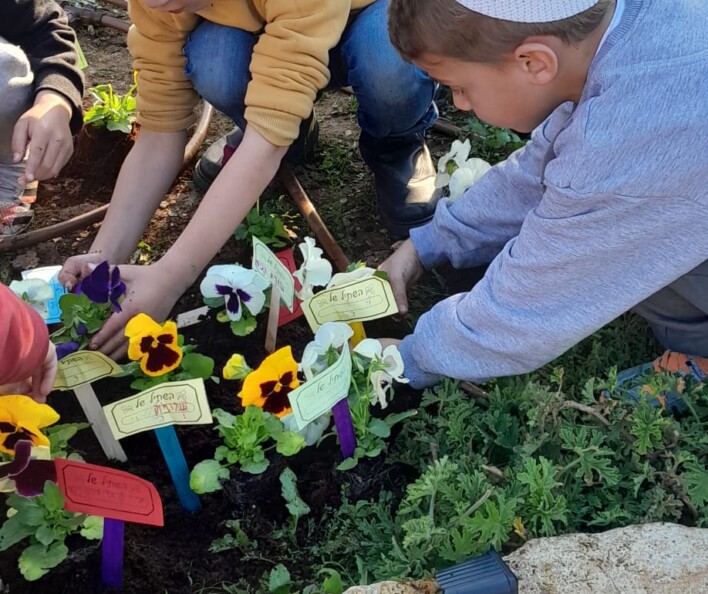יום שתילה לט"ו בשבט בבתי הספר