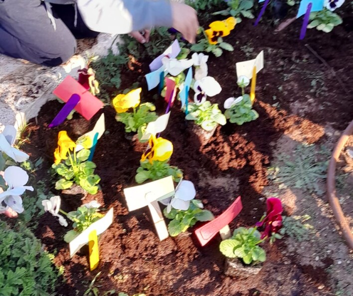 יום שתילה לט"ו בשבט בבתי הספר