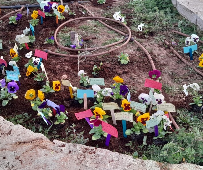 יום שתילה לט"ו בשבט בבתי הספר